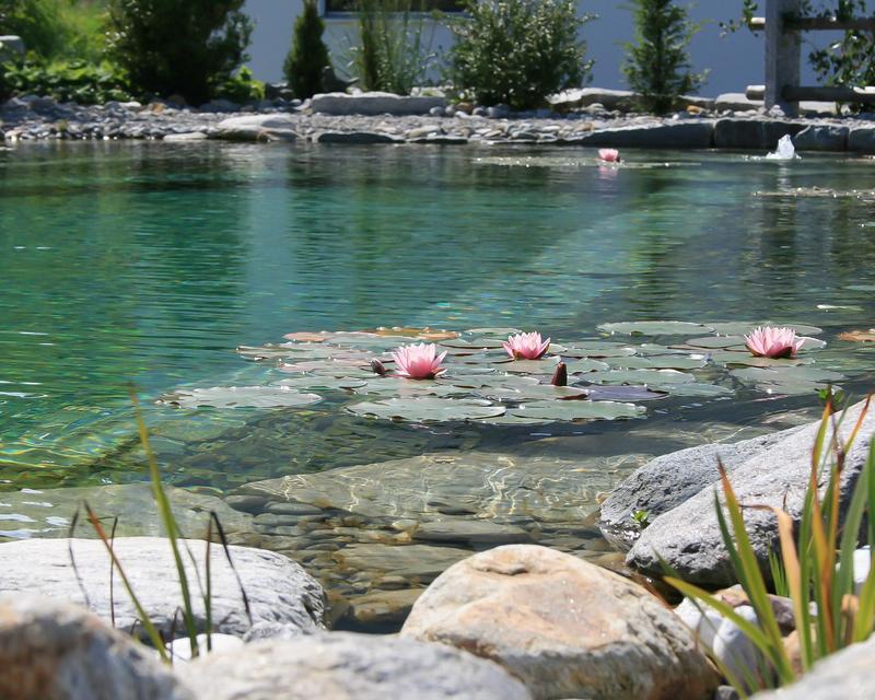 Blick über einen modernen Schwimmteich mit großen Steinen und Seerosen