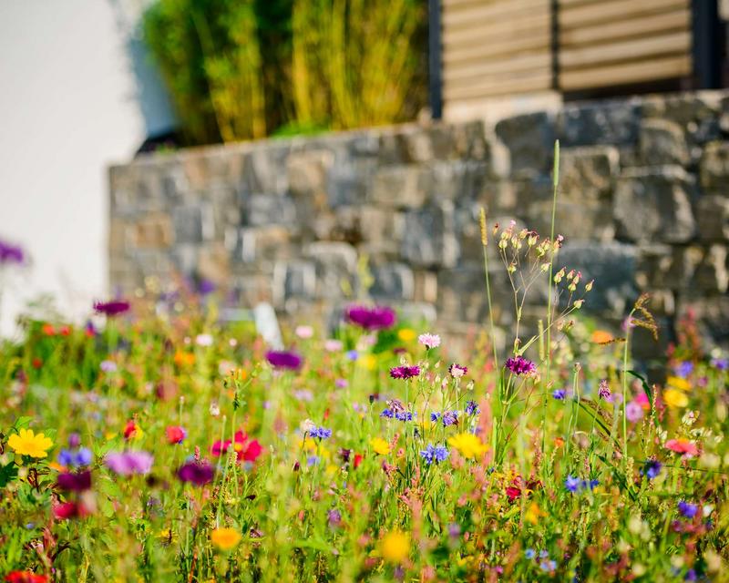 bunte Blumenwiese mit verschiedensten Wildblumen