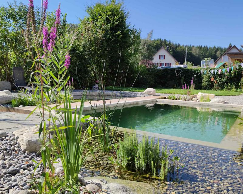 moderner, cleander Schwimmteich mit Wasserbepflanzung