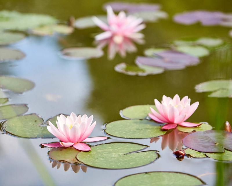Nahaufnahme von blühenden, rosa Seerosen in einem Schwimmteich