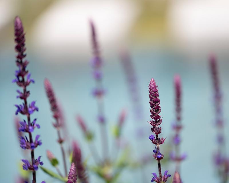 Detailaufnahme von lilanen Blüten vor dem Naturpool des Schaugartens