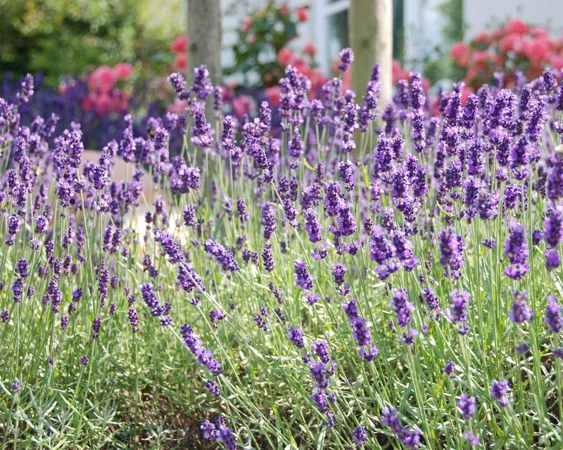 Nahaufnahme von Lavendel