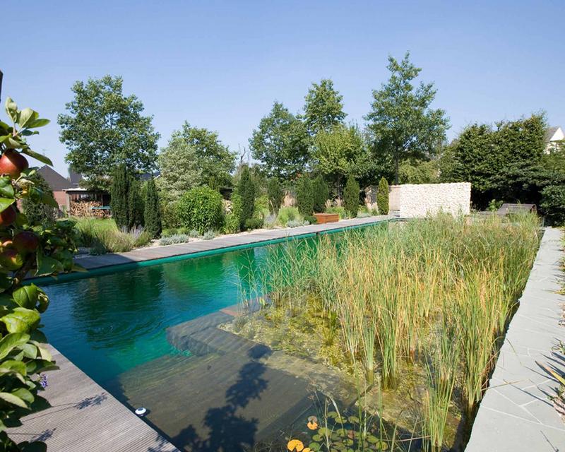 großer, geradliniger Schwimmteich mit vielen Wasserpflanzen