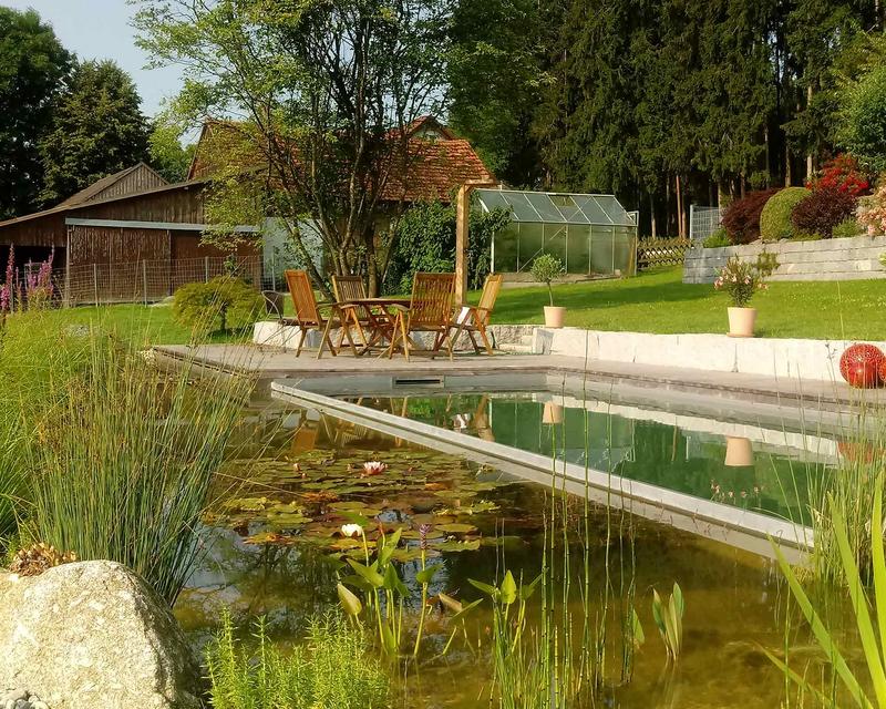 Naturpool mit großem Pflanzenbereich an Wasserpflanzen